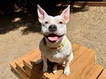 Coca Cola -  Pit Bull Terrier Dog for Adoption in Portland, Oregon - Coca Cola | PetCurious