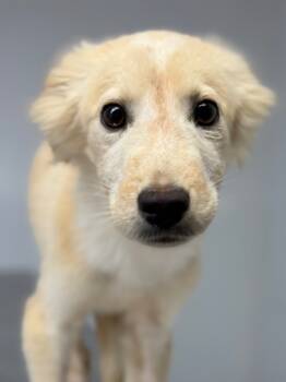 Rescue Shepherd and Mixed Breed Dogs for Adoption in Lockhart, Texas - Thumper | PetCurious