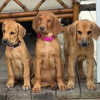 SCOTTSDALE -  Labrador Retriever and Hound Dog for Adoption in San Juan Capistrano, California - SCOTTSDALE | PetCurious