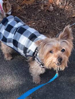 Yorkshire Terrier Dogs Available for Adoption - Jagger | PetCurious