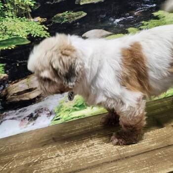 Gypsy -  Shih Tzu Dog for Adoption in Normal, Illinois - Gypsy | PetCurious