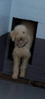 Poodle and Mixed Breed Dogs Available for Adoption in Daytona Beach, Florida - Zoey - 2 | PetCurious