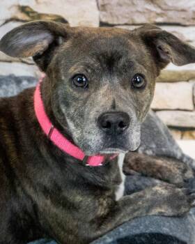 Dachshund and Bulldog Dogs Available for Adoption - Cherish | PetCurious