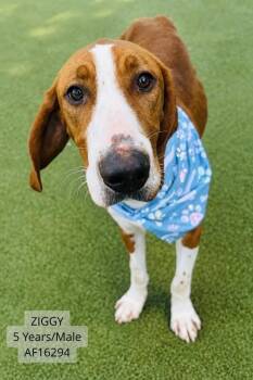 Ziggy -  Foxhound Dog for Adoption - Ziggy | PetCurious