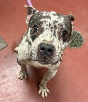 Diamond -  Catahoula Leopard Dog Dog Available for Adoption in Salisbury, Maryland - Diamond | PetCurious