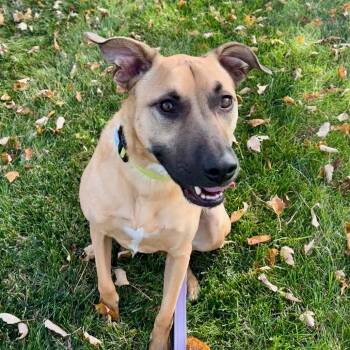 Rescue Black Mouth Cur Dogs for Adoption in Lenexa, Kansas - Doug | PetCurious