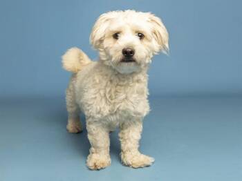 MILO -  Maltese Dog for Adoption in Phoenix, Arizona - MILO | PetCurious