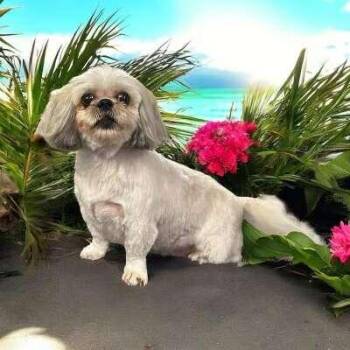 Rescue Maltipoo Dogs for Adoption in Tylertown, Mississippi - Toby | PetCurious