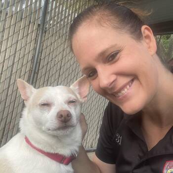 Rescue Chihuahua Dogs for Adoption in Richmond, Rhode Island - Peanut | PetCurious