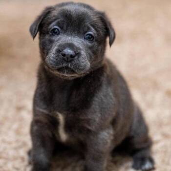 Glenn Earth C508 -  Mixed Breed Dog for Adoption in Allen, Texas - Glenn Earth C508 | PetCurious