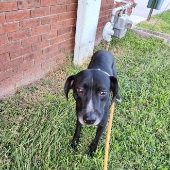 Rescue Mixed Breed Dogs for Adoption in Marshall, Missouri - Shallow Howl | PetCurious