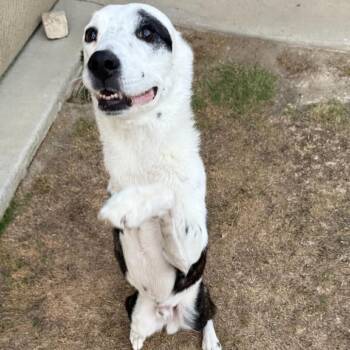 MILO (Tripod) -  Mixed Breed Dog for Adoption in Richmond, California - MILO (Tripod) | PetCurious