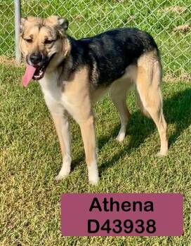 Athena -  German Shepherd Dog Dog for Adoption in Clarksville, Tennessee - Athena | PetCurious