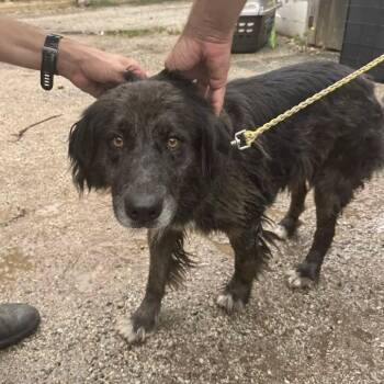 Whisper Dan -  Border Collie and Catahoula Leopard Dog Dog for Adoption in Austin, Texas - Whisper Dan | PetCurious