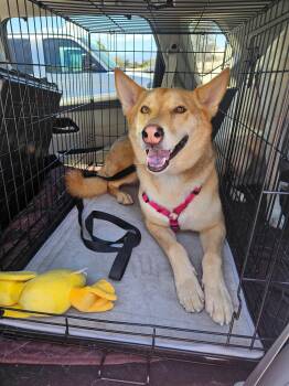 Dobby -  Husky and Shepherd Dog Available for Adoption in Las Vegas, Nevada - Dobby | PetCurious