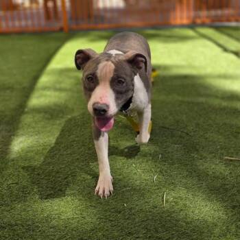 DROPLET -  Pit Bull Terrier Dog for Adoption in Las Vegas, Nevada - DROPLET | PetCurious