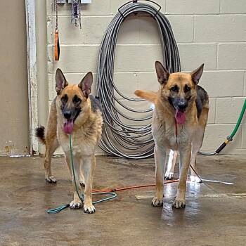 Eleanor -  German Shepherd Dog Dog for Adoption - Eleanor | PetCurious