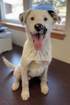 Australian Shepherd and Irish Wolfhound Dogs Available for Adoption in Bemidji, Minnesota - Alvin | PetCurious
