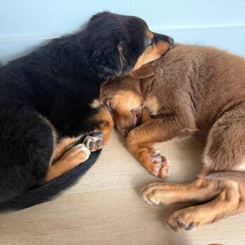 Roo -  Australian Shepherd and Mixed Breed Dog for Adoption in Houston, Texas - Roo | PetCurious