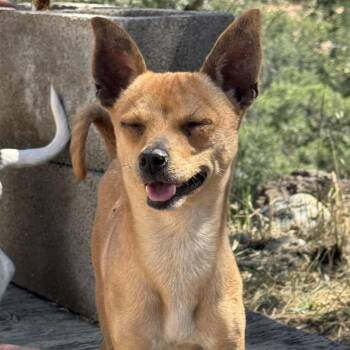 Mr. Sweet Peanut -  Chihuahua and Rat Terrier Dog for Adoption in Ridgefield, Washington - Mr. Sweet Peanut | PetCurious