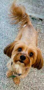 Maltese Dogs Available for Adoption in Mission Viejo, California - Pookie & Max *BONDED PAIR* | PetCurious