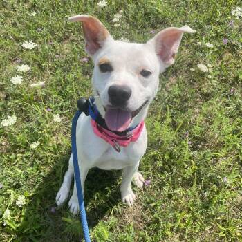 Poppi -  Mixed Breed Dog for Adoption in Allegan, Michigan - Poppi | PetCurious