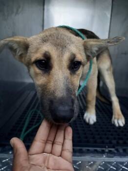 ABIGAIL -  Mixed Breed Dog for Adoption in Dallas, Texas - ABIGAIL | PetCurious