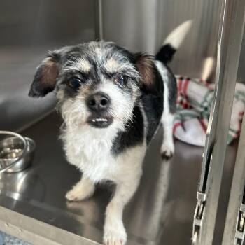 Shih Tzu and Chihuahua Dogs Available for Adoption - Buster | PetCurious
