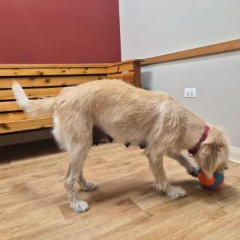 Pearl -  Mixed Breed Dog for Adoption in Woodstock, Illinois - Pearl | PetCurious