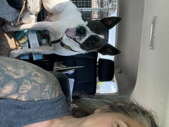 Rescue Cattle Dog Dogs for Adoption in Newborn, Georgia - STONE | PetCurious