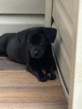 Raven -  Labrador Retriever Dog for Adoption in Barnhart, Missouri - Raven | PetCurious
