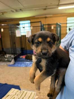 Meg -  Shepherd and Mixed Breed Dog for Adoption in Calgary, Alberta - Meg | PetCurious