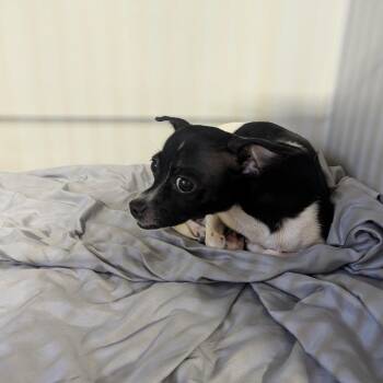 Anetra -  Chihuahua and Mixed Breed Dog for Adoption in Charlottesville, Virginia - Anetra | PetCurious