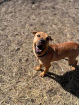 Shar Pei Dogs Available for Adoption - SONY | PetCurious