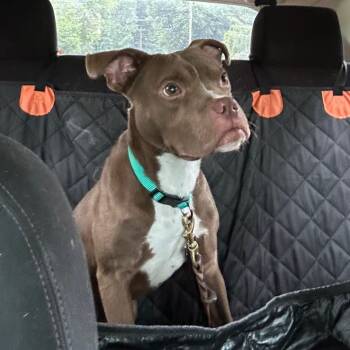 Rescue Boston Terrier and Pit Bull Terrier Dogs for Adoption in Mocksville, North Carolina - Gizmo | PetCurious