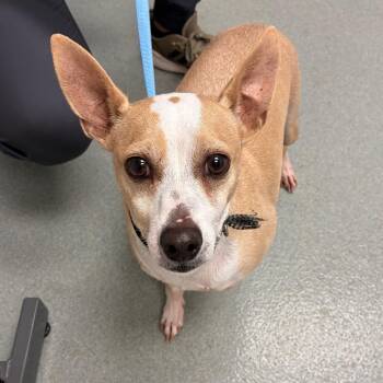 Colby -  Rat Terrier and Mixed Breed Dog for Adoption in Portland, Oregon - Colby | PetCurious
