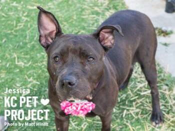 Pit Bull Terrier and Mixed Breed Dogs Available for Adoption in Kansas City, Missouri - Jessica | PetCurious