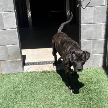 Gumdrop -  Pit Bull Terrier Dog for Adoption in Richmond Hill, Georgia - Gumdrop | PetCurious