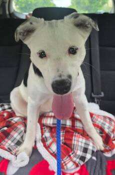 Mixed Breed Dogs Available for Adoption in Erwin, Tennessee - Tulip | PetCurious