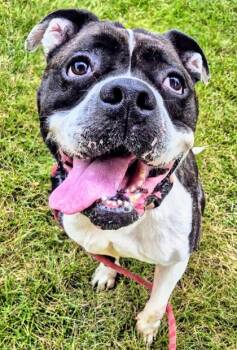 Rescue American Bulldog and Mixed Breed Dogs for Adoption in Valley View, Ohio - Sherry | PetCurious