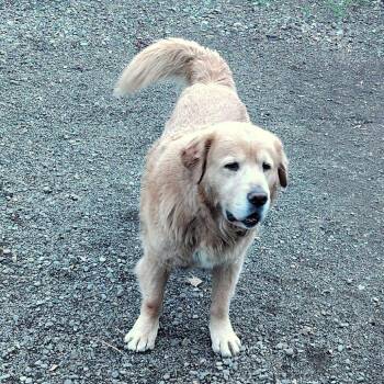 VAUGHAN -  Golden Retriever Dog for Adoption in Richmond, California - VAUGHAN | PetCurious