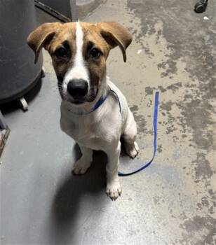 CANELO -  Siberian Husky and German Shepherd Dog Dog for Adoption in Tallahassee, Florida - CANELO | PetCurious