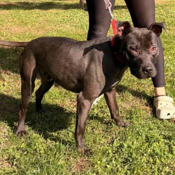 Eli -  Pit Bull Terrier Dog for Adoption in Waterloo, Iowa - Eli | PetCurious