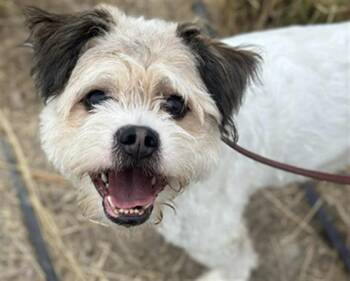 Rescue Cairn Terrier and Mixed Breed Dogs for Adoption in Tustin, California - NICOLETTE | PetCurious