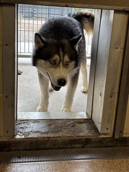 Husky and Mixed Breed Dogs Available for Adoption in Albuquerque, New Mexico - MARK | PetCurious