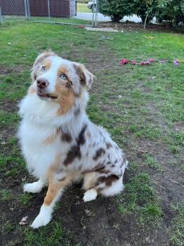 Rescue Australian Shepherd Dogs for Adoption in Muskegon, Michigan - Kash | PetCurious