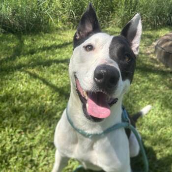 Milo -  Pit Bull Terrier Dog for Adoption in Pearland, Texas - Milo | PetCurious