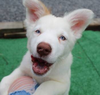 Siberian Husky and Pit Bull Terrier Dogs Available for Adoption in Silvana, Washington - Chard (Leafy Greens Litter) | PetCurious