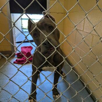 Pit Bull Terrier and Mixed Breed Dogs Available for Adoption in Roanoke, Virginia - Leia | PetCurious