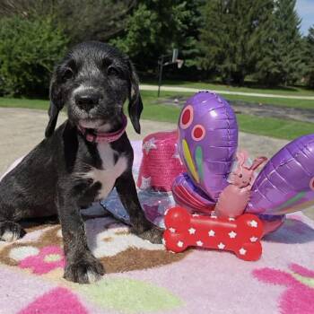 Butterfly -  Terrier Dog for Adoption in Holiday Hills, Illinois - Butterfly | PetCurious